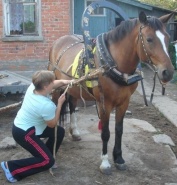Как правильно подобрать хомут для лошади